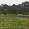 040 LOANGO Inyoungou Prairie avec Troupeau Elephants et Buffles 12E5K2IMG_79016wtmk.jpg